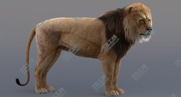 images/goods_img/20210312/3D model Lion Rigged/3.jpg